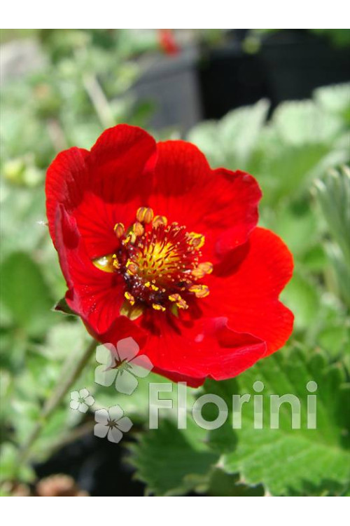 Pięciornik krwisty Potentilla atrosanquinea