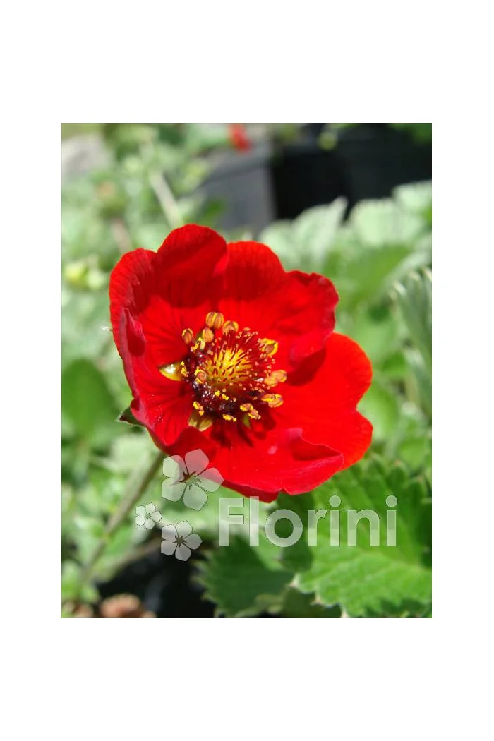 Pięciornik krwisty Potentilla atrosanquinea