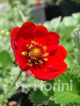 Pięciornik krwisty Potentilla atrosanquinea