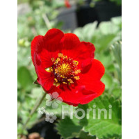 Pięciornik krwisty Potentilla atrosanquinea