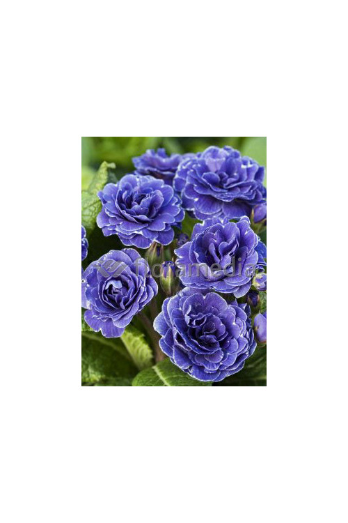 Pierwiosnek 'Belarina® Cobalt Blue' | Primula