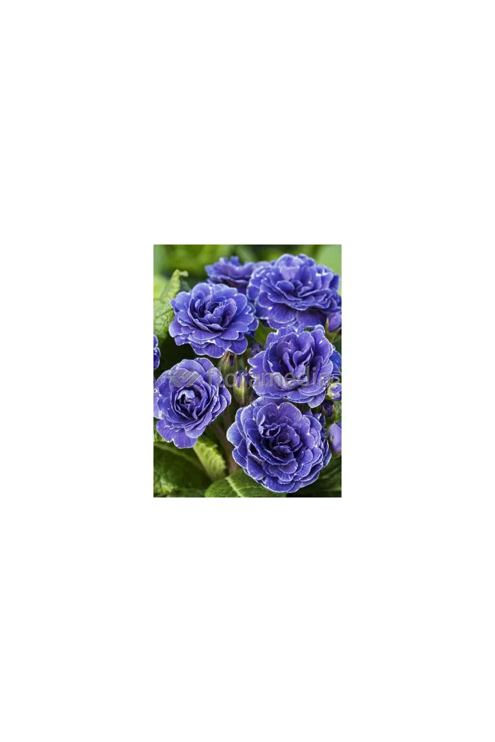Pierwiosnek 'Belarina® Cobalt Blue' | Primula