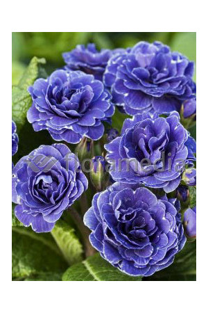 Pierwiosnek 'Belarina® Cobalt Blue' | Primula