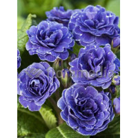 Pierwiosnek 'Belarina® Cobalt Blue' | Primula