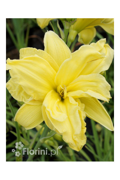 Liliowiec 'Double River Wye' Hemerocallis