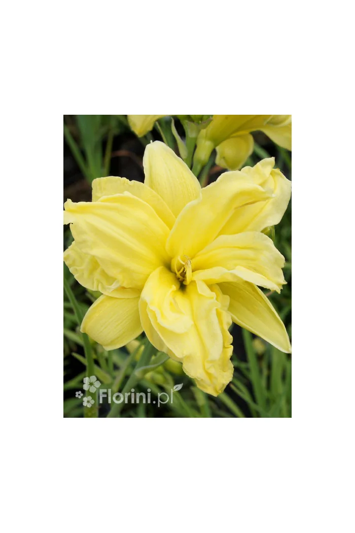 Liliowiec 'Double River Wye' Hemerocallis