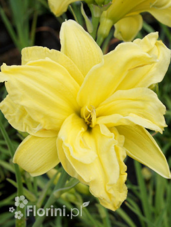 Liliowiec 'Double River Wye' Hemerocallis