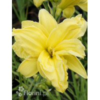 Liliowiec 'Double River Wye' Hemerocallis