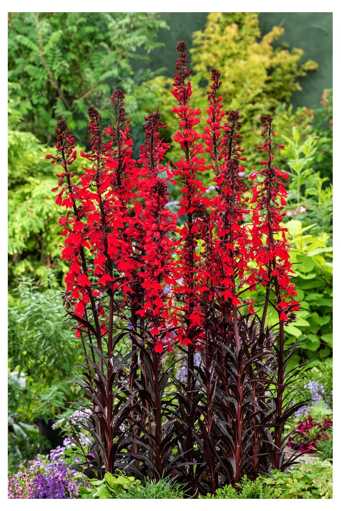 Lobelia lśniąca wielka 'Queen Victoria' | Lobelia fulgens