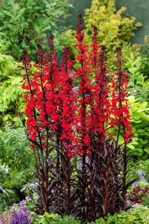 Lobelia lśniąca wielka 'Queen Victoria' | Lobelia fulgens
