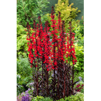 Lobelia lśniąca wielka 'Queen Victoria' | Lobelia fulgens