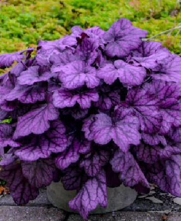 Żurawka 'Wild Rose' | Heuchera