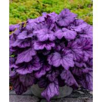 Żurawka 'Wild Rose' | Heuchera