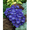 Dzwonek karpacki 'Pearl Blue' | Campanula carpatica