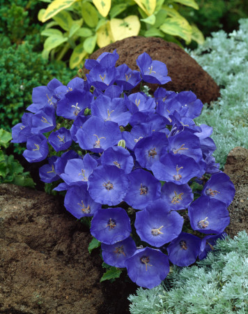 Dzwonek karpacki 'Pearl Blue' | Campanula carpatica