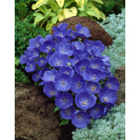 Dzwonek karpacki 'Pearl Blue' | Campanula carpatica