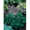 Funkia 'Blue Cadet' Hosta