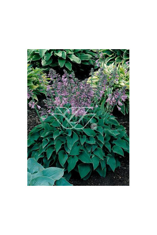 Funkia 'Blue Cadet' Hosta