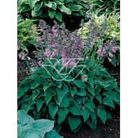 Funkia 'Blue Cadet' Hosta