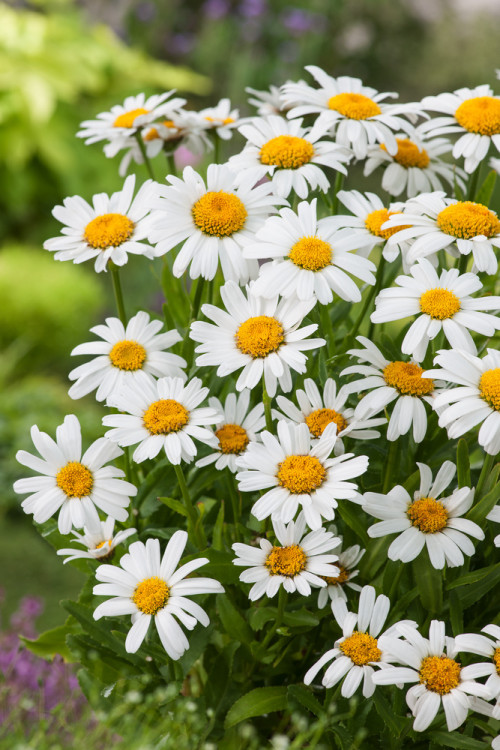 Złocień wielki Dwarf Snow Lady, Leucanthemum x superbum