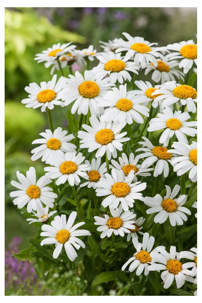 Złocień wielki Dwarf Snow Lady, Leucanthemum x superbum