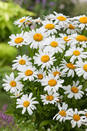 Złocień wielki Dwarf Snow Lady, Leucanthemum x superbum