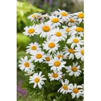 Złocień wielki Dwarf Snow Lady, Leucanthemum x superbum