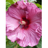 Hibiskus bylinowy, Hibiscus, hibiskus Sultry Kiss