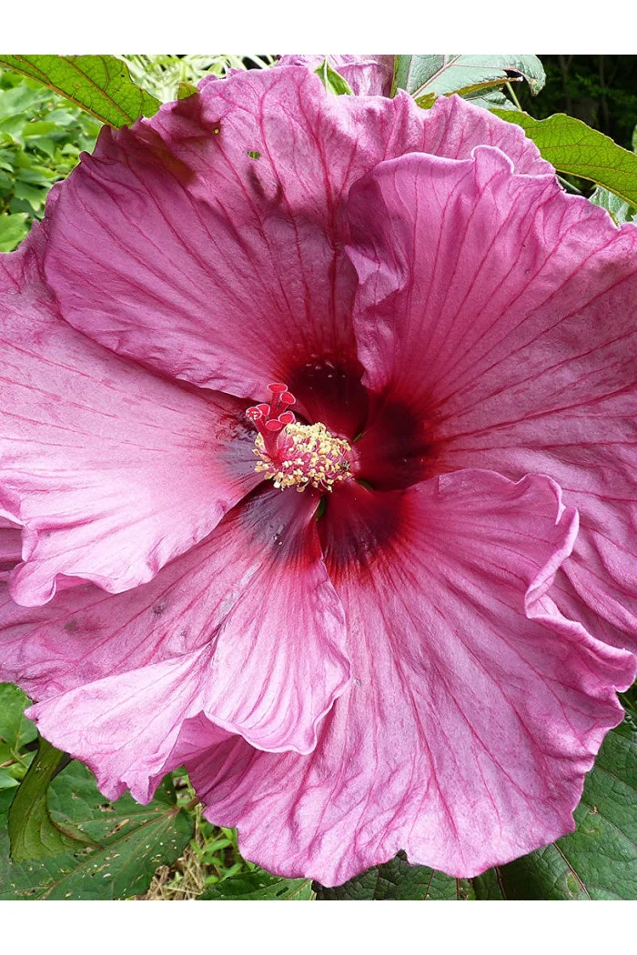 Hibiskus bylinowy, Hibiscus, hibiskus Sultry Kiss