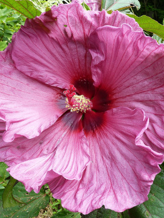 Hibiskus bylinowy, Hibiscus, hibiskus Sultry Kiss