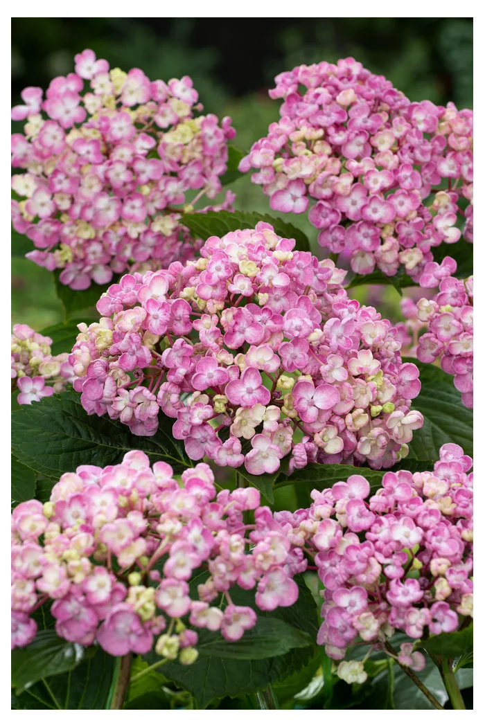 Hortensja ogrodowa 'Ayesha' | Hydrangea macrophylla