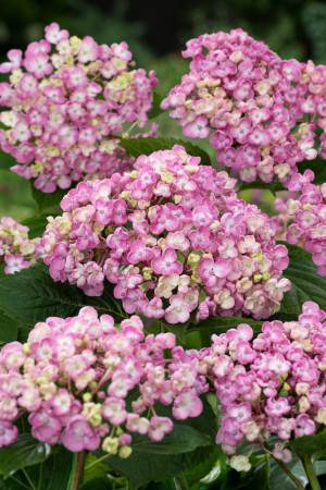 Hortensja ogrodowa 'Ayesha' | Hydrangea macrophylla