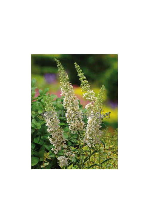 Budleja Dawida 'Nanho White' Buddleja davidii