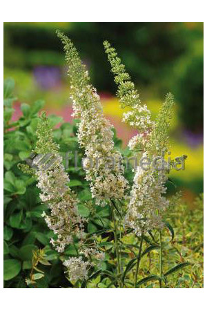 Budleja Dawida 'Nanho White' Buddleja davidii
