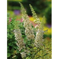 Budleja Dawida 'Nanho White' Buddleja davidii