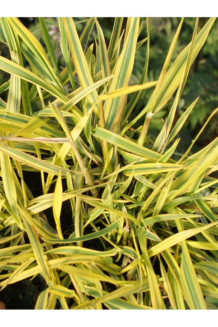 Wyczyniec łąkowy 'Aureovariegatus' | Alopecurus pratensis