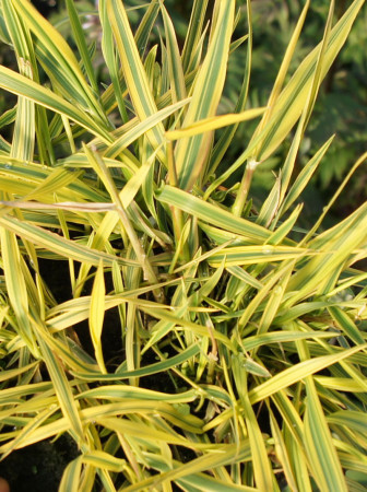 Wyczyniec łąkowy 'Aureovariegatus' | Alopecurus pratensis