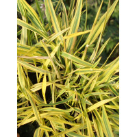 Wyczyniec łąkowy 'Aureovariegatus' | Alopecurus pratensis