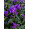 Dzwonek 'Genti Blue' | Campanula
