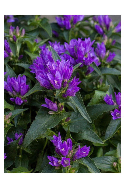 Dzwonek 'Genti Blue' | Campanula