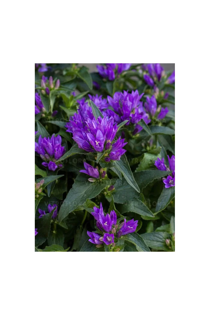 Dzwonek 'Genti Blue' | Campanula