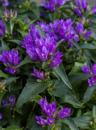 Dzwonek 'Genti Blue' | Campanula