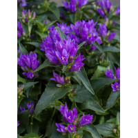 Dzwonek 'Genti Blue' | Campanula