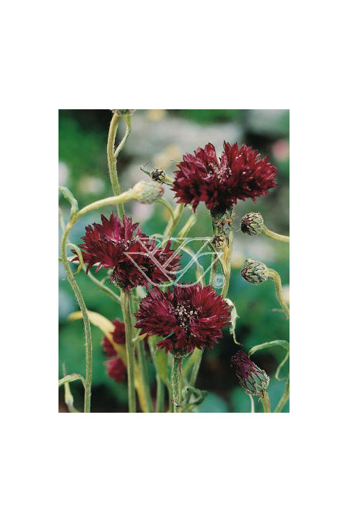 Chaber krwisty Centaurea atropurpurea