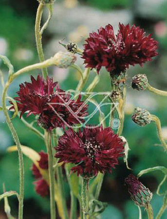 Chaber krwisty Centaurea atropurpurea