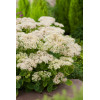 Rozchodnik okazały 'Stardust', Sedum spectabile