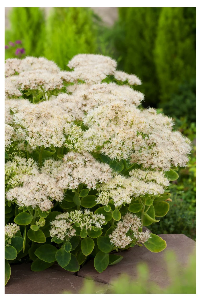 Rozchodnik okazały 'Stardust', Sedum spectabile