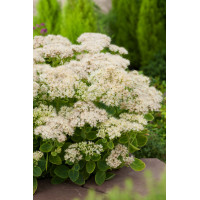 Rozchodnik okazały 'Stardust', Sedum spectabile