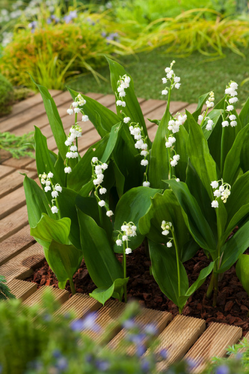 Konwalia majowa 'Grandiflora' | Convallara majalis