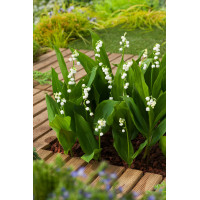 Konwalia majowa 'Grandiflora' | Convallara majalis